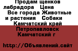 Продам щенков лабрадора › Цена ­ 20 000 - Все города Животные и растения » Собаки   . Камчатский край,Петропавловск-Камчатский г.